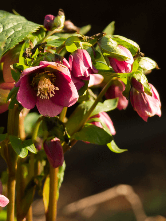 Helleboris orientalis